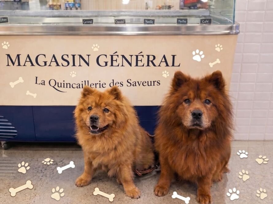 Two adorable fluffy dogs posing in front of the Magasin Général counter for Mascott Mondays.